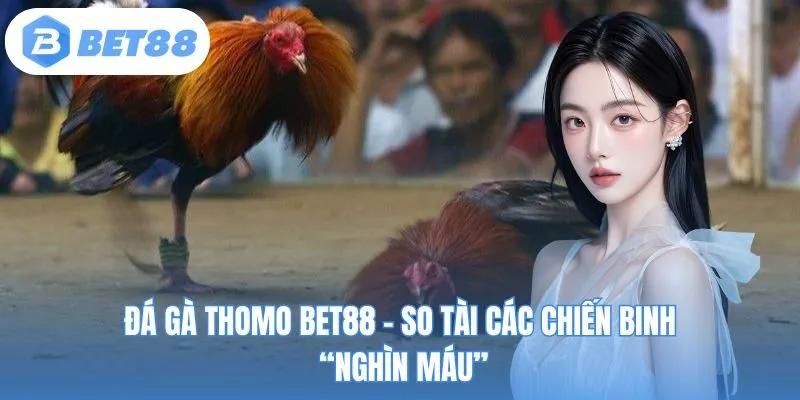 Đá gà Thomo