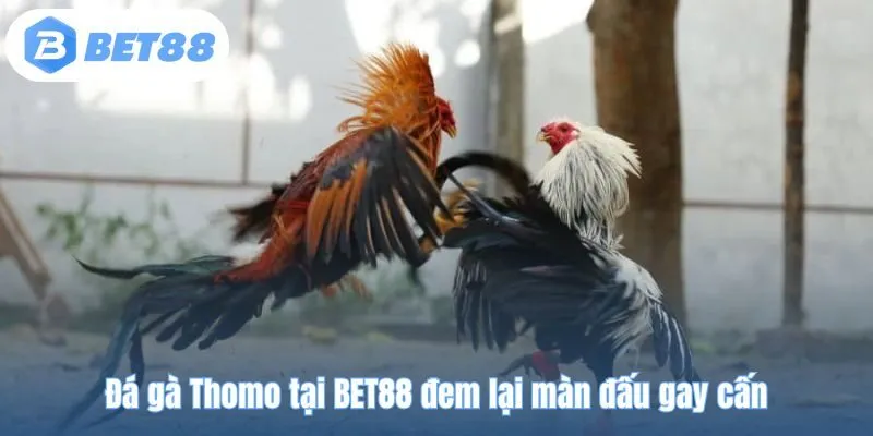 Đá gà Thomo tại BET88 đem lại màn đấu gay cấn