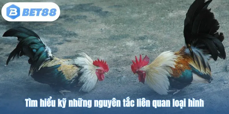 Tìm hiểu kỹ những nguyên tắc liên quan loại hình